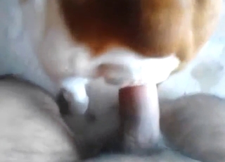 Dude is drilling his favorite brown dog in POV