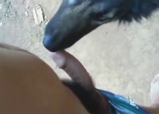 Dog with black fur is sucking that nice dick