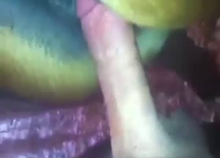 فتحة الفرس الساخنة تُمارس الجنس مع قضيب طويل