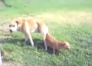 Gapist dog is going to fuck a smaller slut here