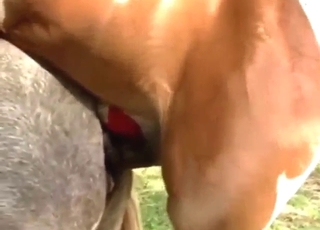 Zoo XXX mit einem braunen Hengst, der eine heiße Vagina fickt