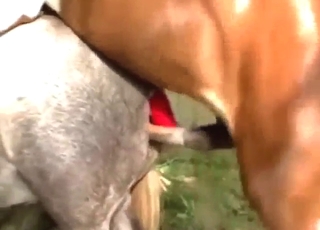 Zoo XXX with a brown stallion fucking hot vag