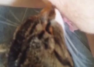 Kitty in a pussy-licking scene with hot close-ups