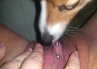 Seductive animal licking that pink vagina in POV