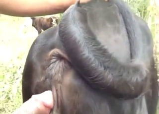 الوحش الأسود سيُغتصب من الخلف