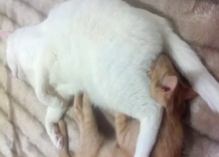 Zoo XXX with a cat and a fucking kitty sucker