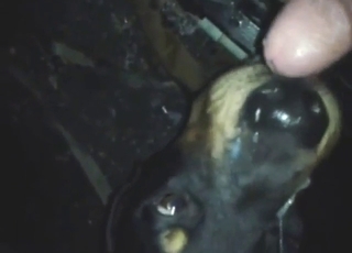 Nice-looking doggo is going to worship dick