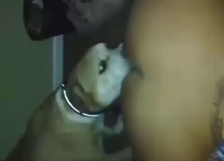Pitbull is going to lick that pussy and asshole