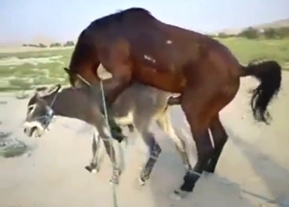 Brown stallion takes on a hot animal pussy here