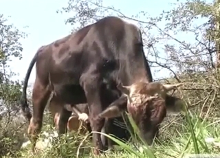 Bull fuck movie with a sexed-up animal in HQ