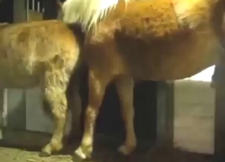 Stallion puts a nice dick in this zoophile╤В╨Р╨йs ass