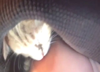 Kitty loves sucking nips, it's a fun porn movie