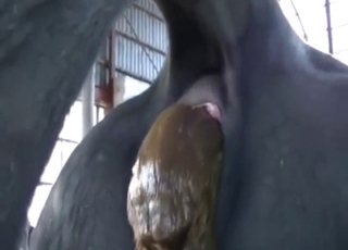 Shitting its brains out: how bull porn movie
