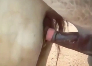 Mare is going to take a stallion's meaty penis