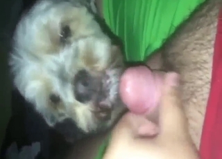 Lil' dog slut craving tiny cock in its sexy mouth