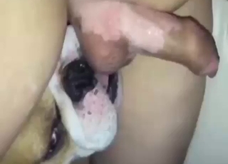 Bulldog bang-out with sagging testies and licking