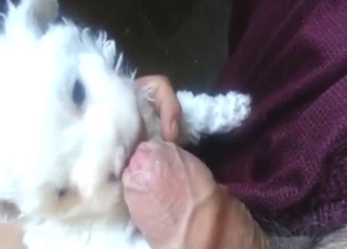 Oral zoo sex dealing with a foreskin-licking dog
