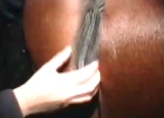 Muscled stallion in impressive bestiality XXX