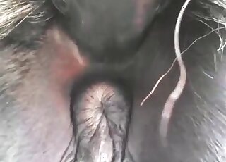 Horse's ass is the most beautiful thing ever