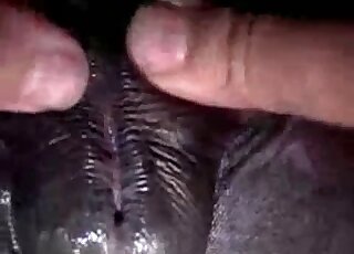 Playing with a big pony pussy in the close-up