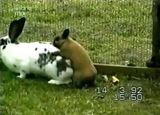 A cute small rabbit is fucking the bigger one from behind