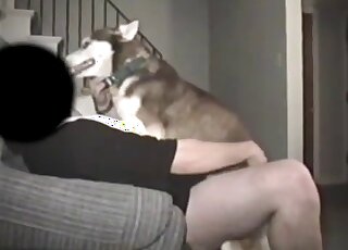 Sexy Husky in passionate homemade bestiality XXX