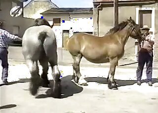 Big grey stallion screwed a nice brown horse