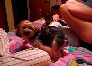 Cute little puppy screwed her twat with force