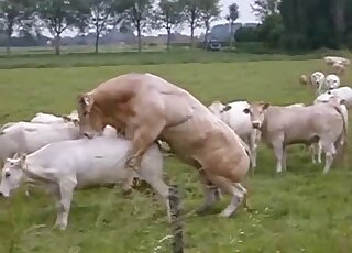 Real stallion fucked a nice horse in the doggy style pose