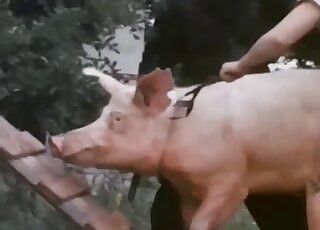 Pig porno