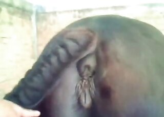 Astounding animal pornography with close-ups