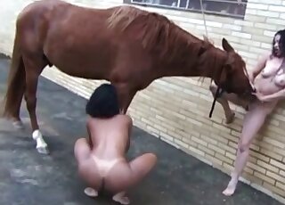 Blowjob video featuring a huge horse penis