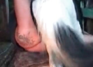 Big-dicked stallion fucks a perverse mommy